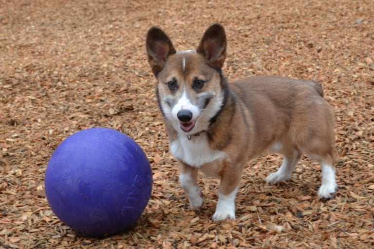 Angus corgi