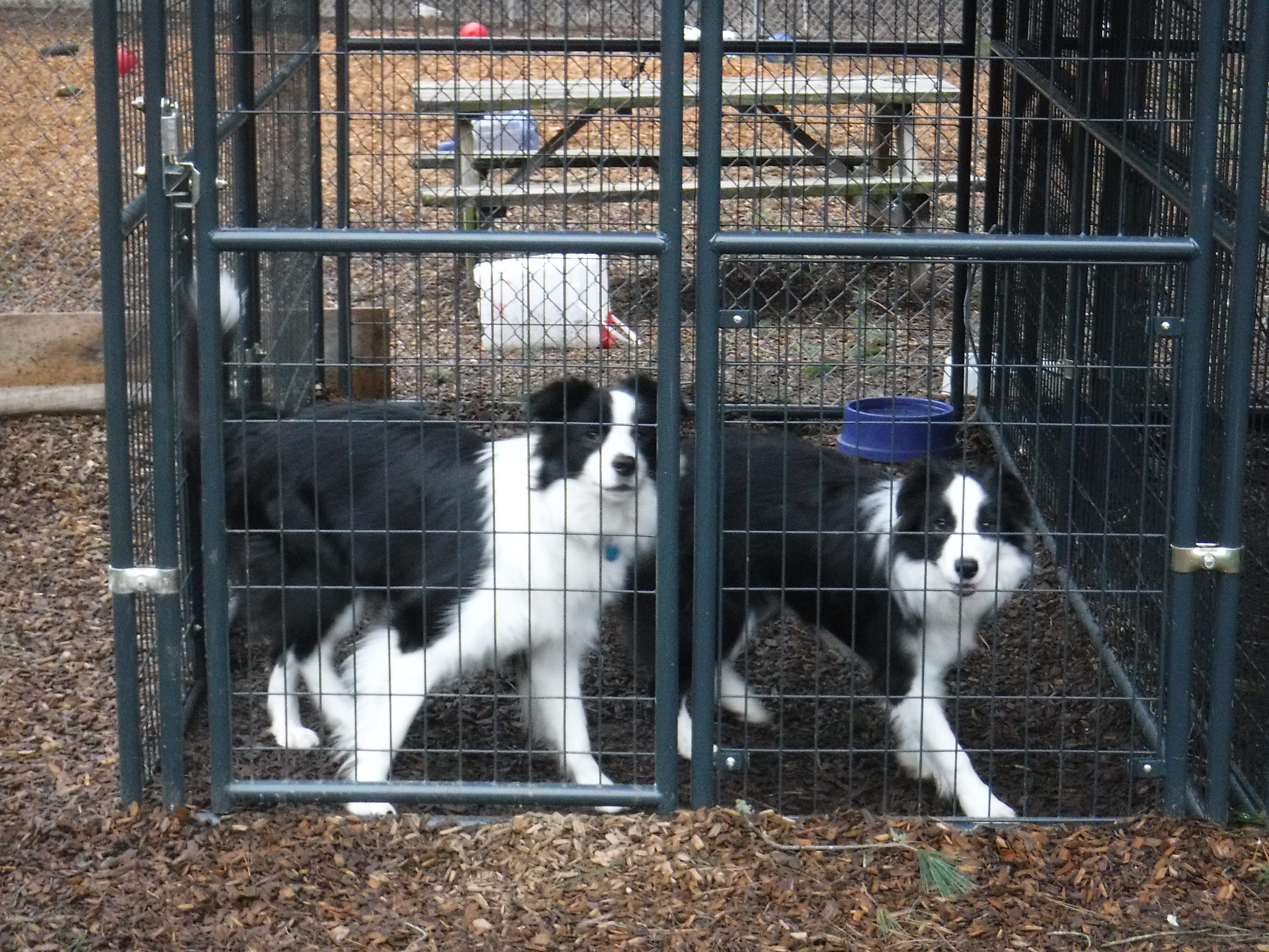 Lucky littermates