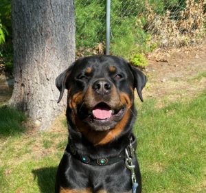 Pack training for dogs