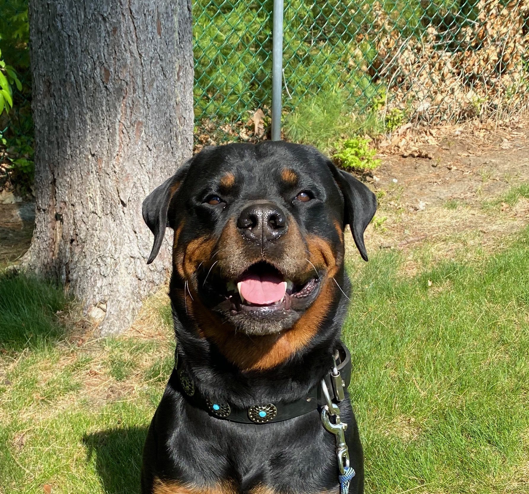 Prince Rufus 5 Pack training for dogs