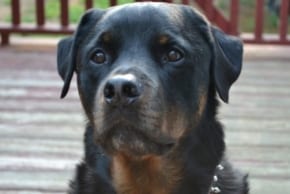 Ruger website