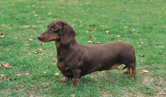 Dachshund worsley