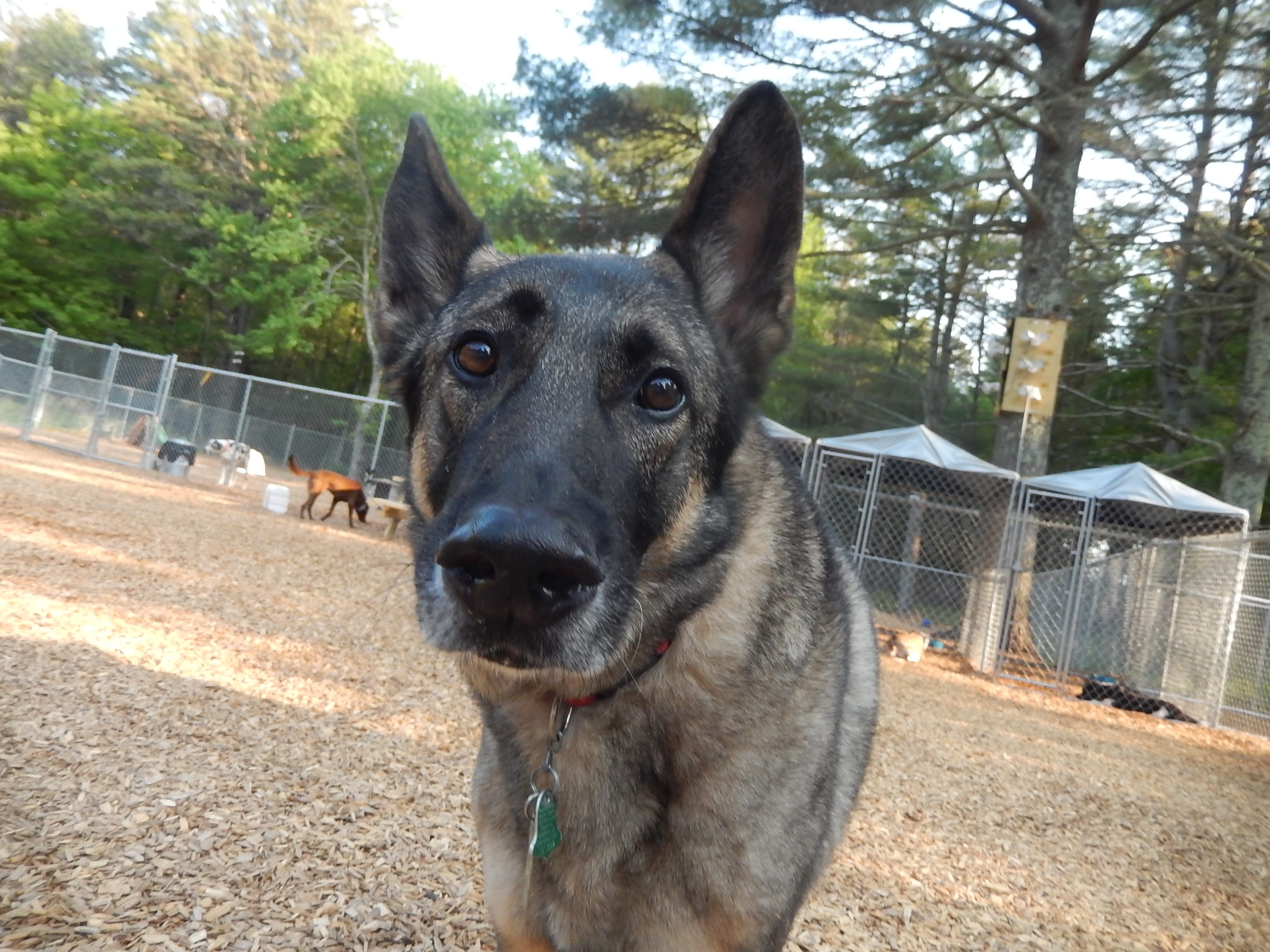 Zeus, the king of dogs