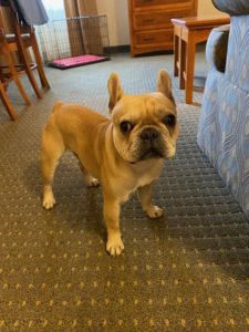 Puppy training ri