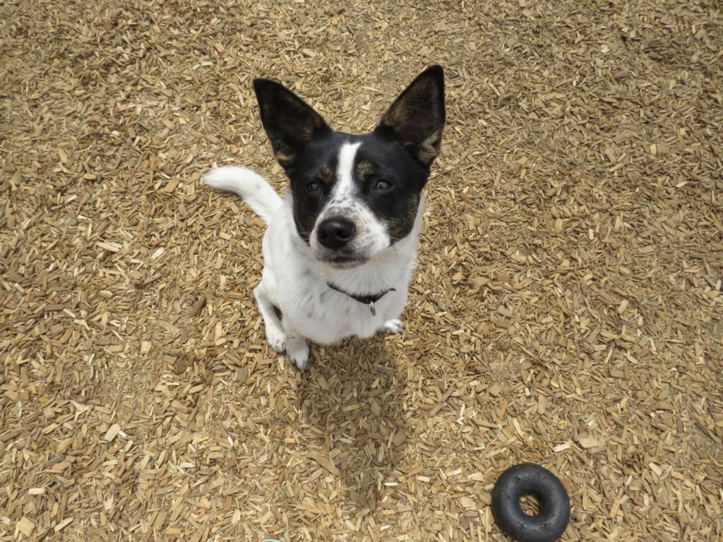 dog training connecticut