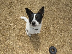 Dog training connecticut