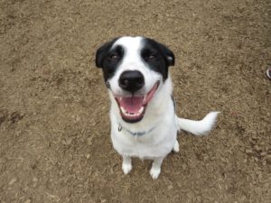 Puppy training ri