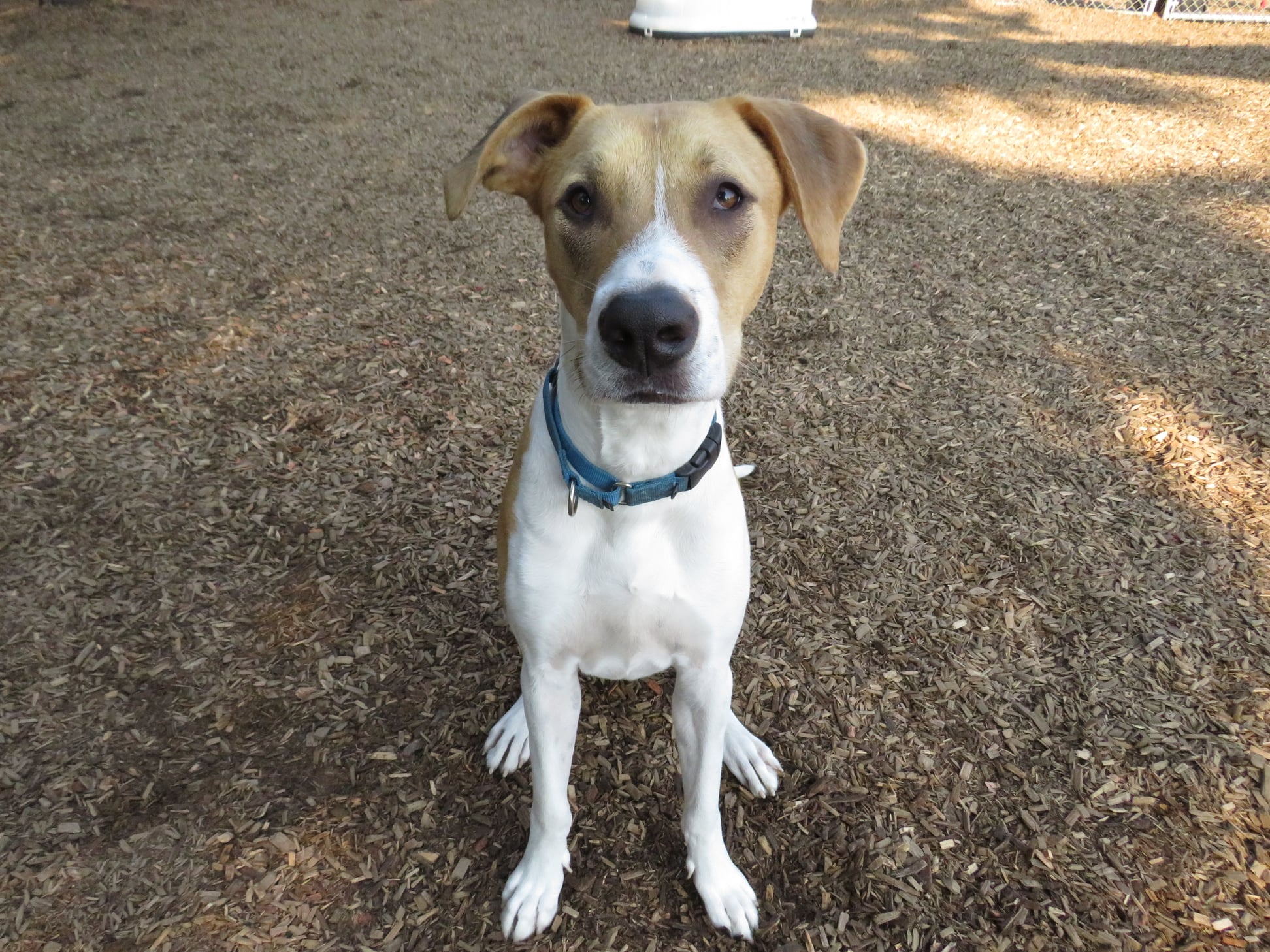 Dog training connecticut