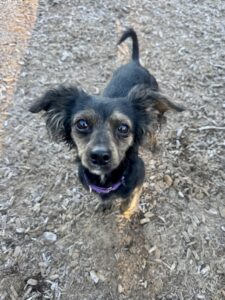 Puppy training ri