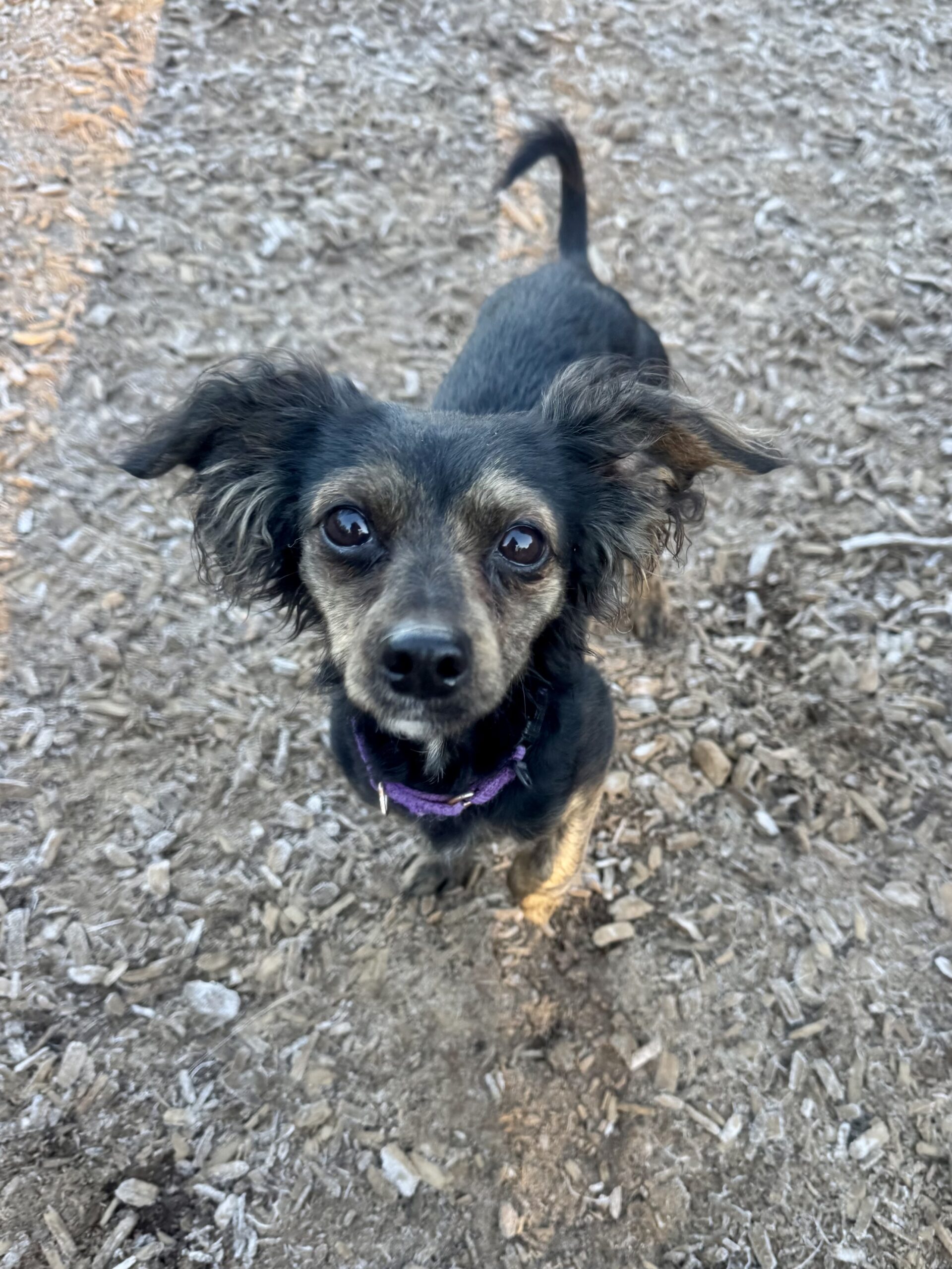 Doxie 8 Puppy training ri