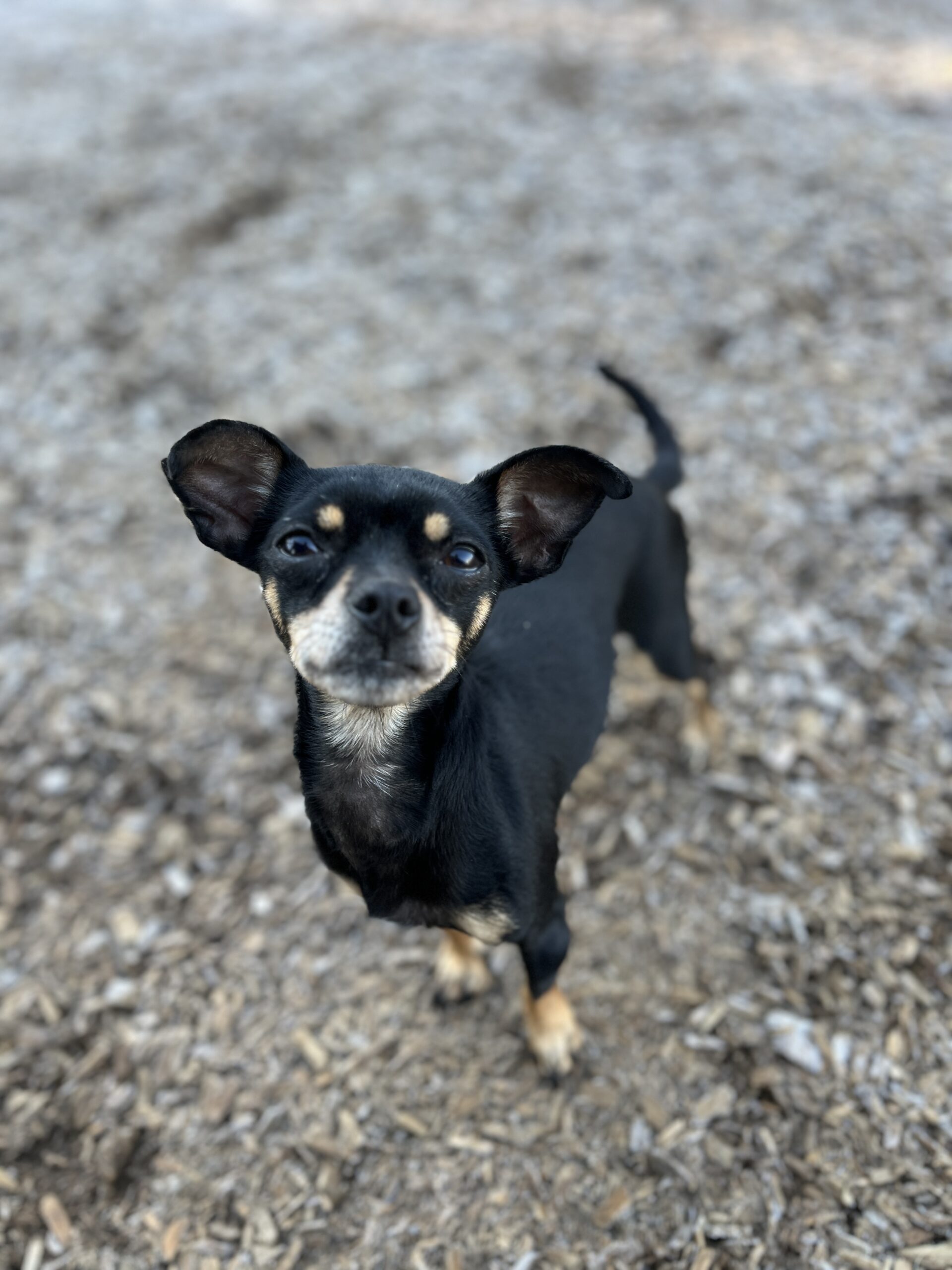 Luna 7 Puppy training ri