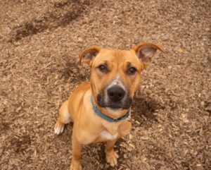 Canine behavior training
