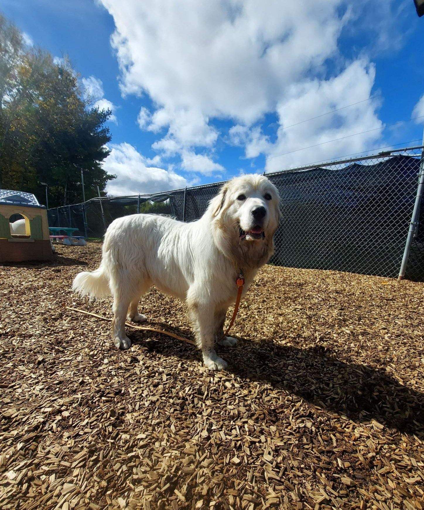 Behavior training for dogs