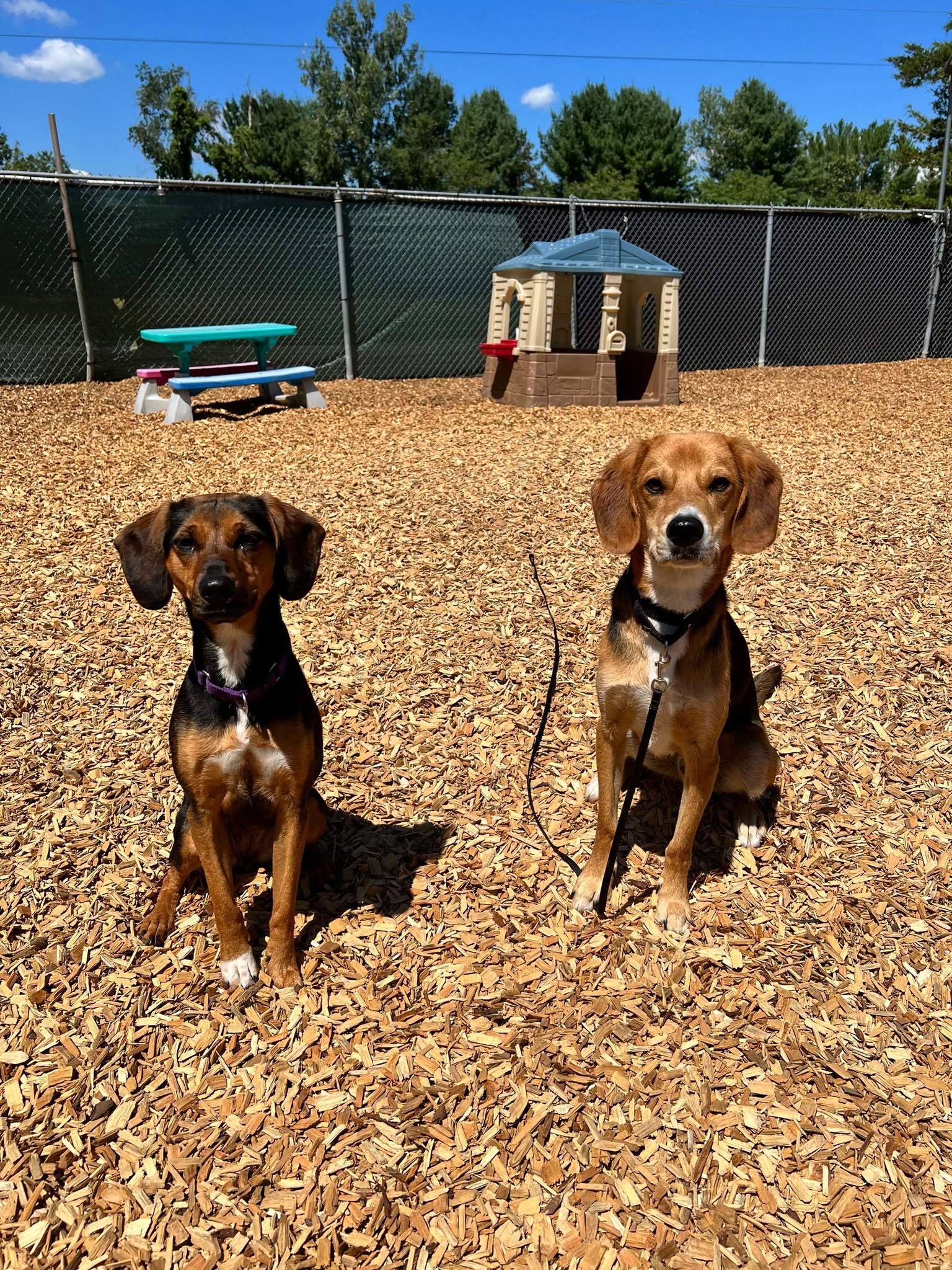 Pack training for dogs