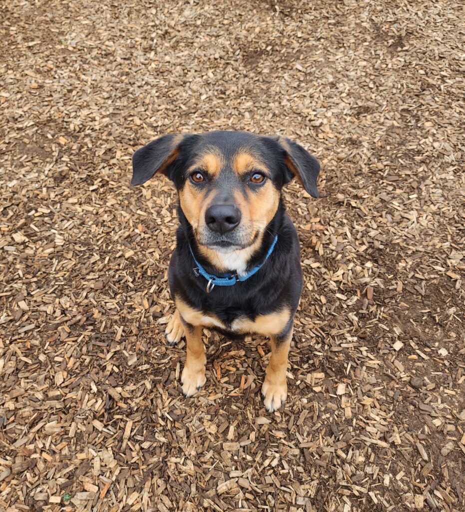 canine behavioral services