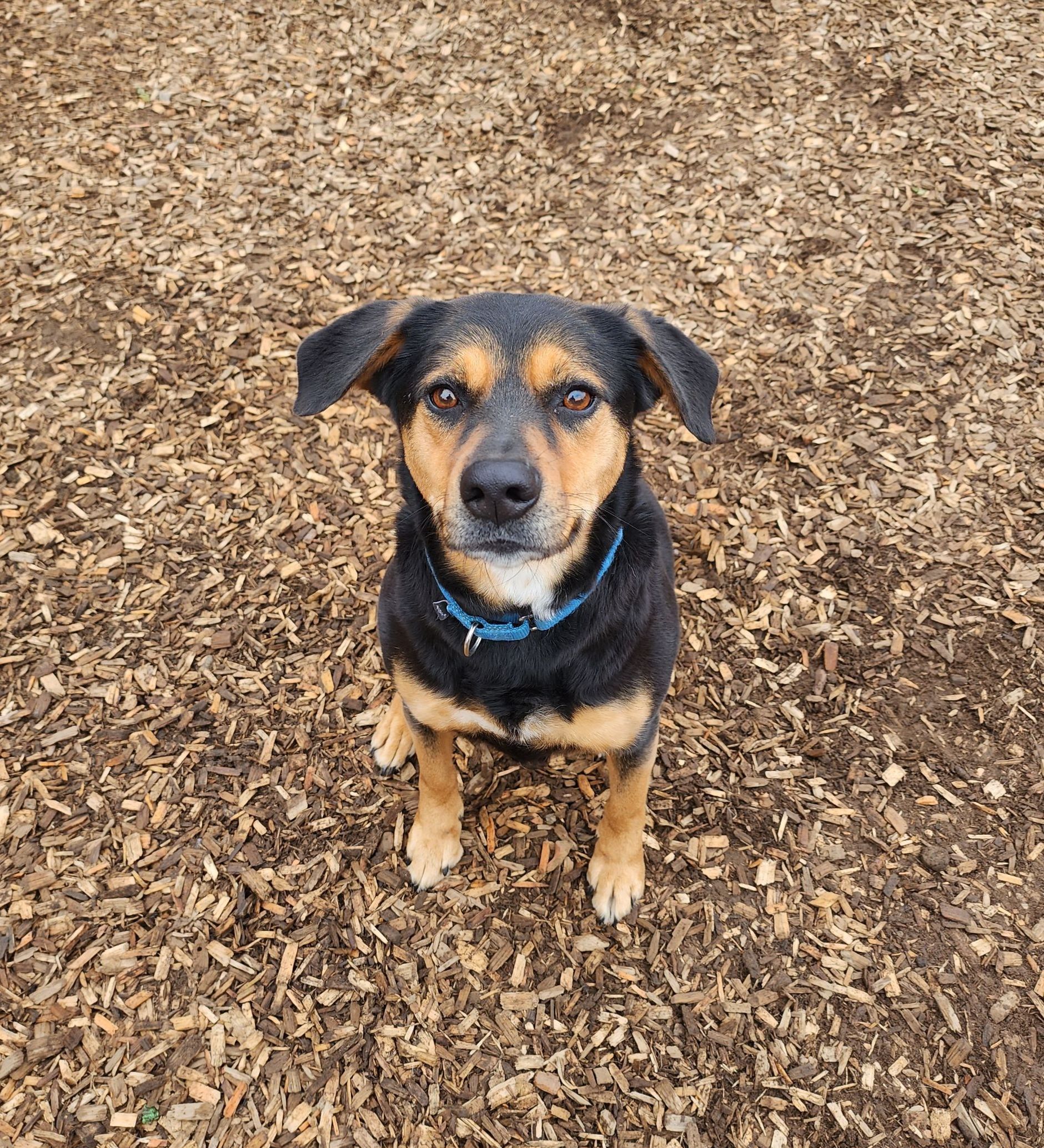 Ruby 5 Canine behavioral services