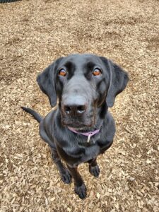 Dog behavior training