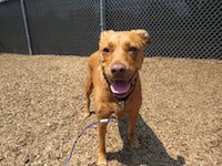Puppy training ri