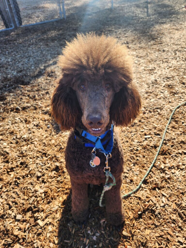 Puppy training ri