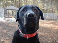 Pack training for dogs