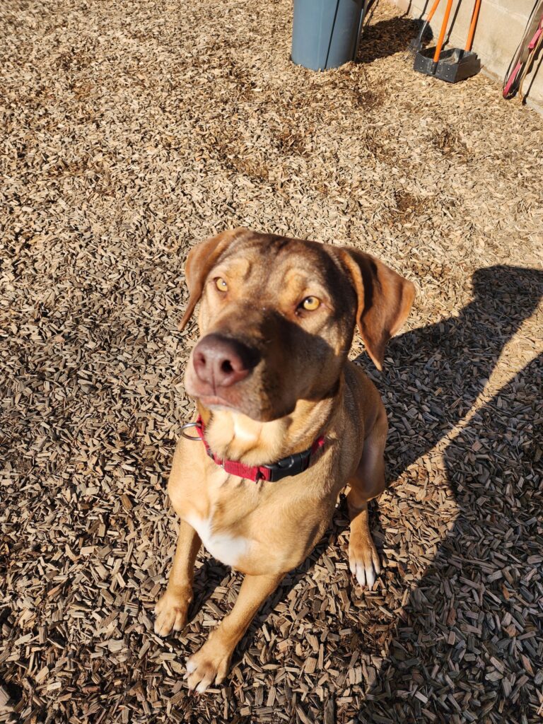 Best dog daycare