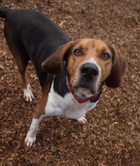 Dog trainers rhode island