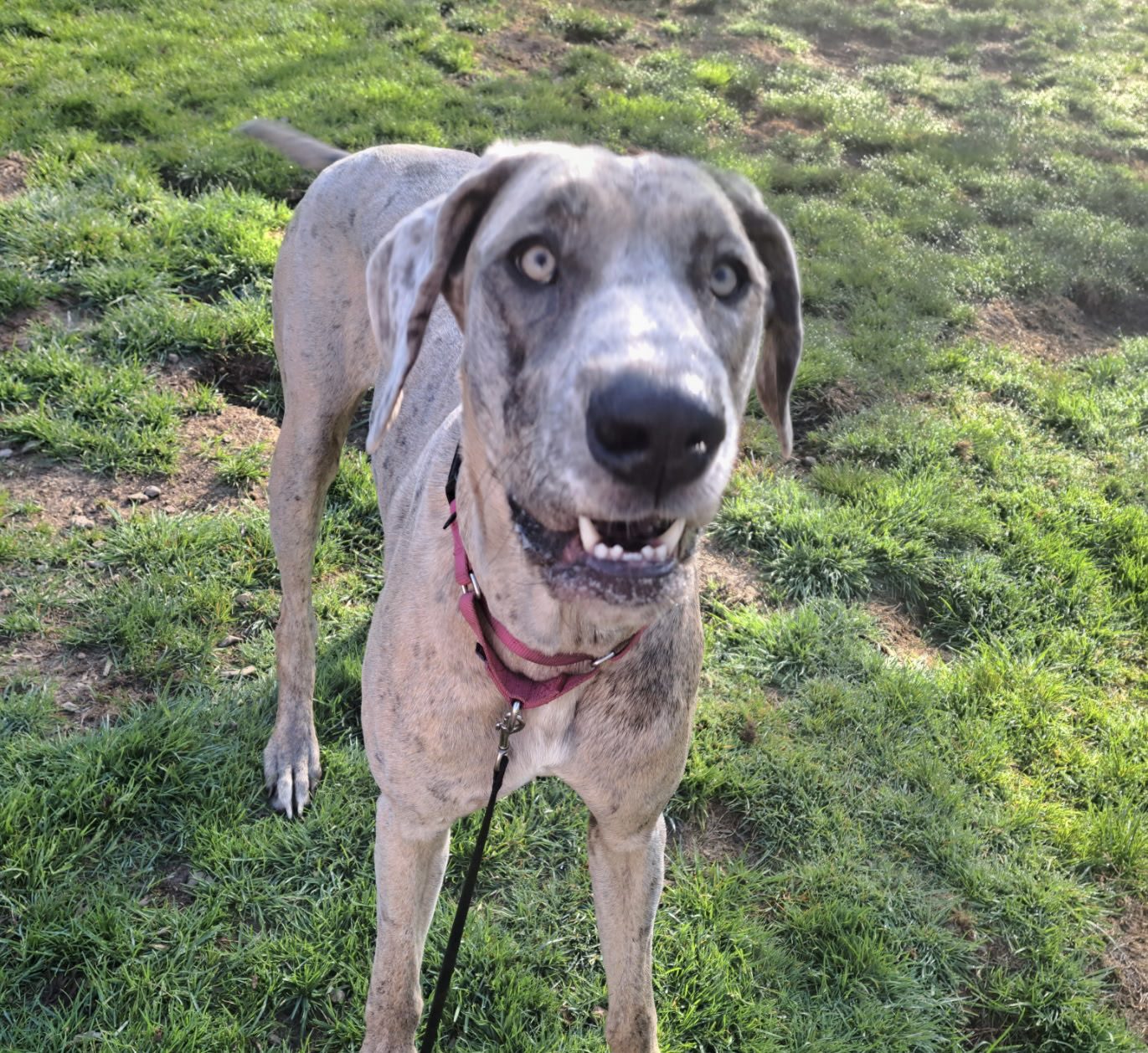 Wren 2 Canine behavioral services
