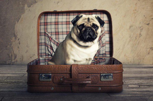 best board and train kennel