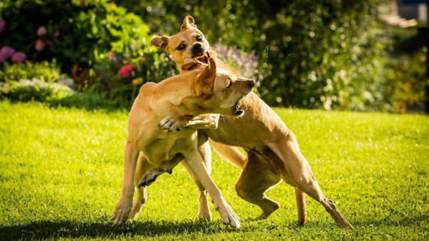Littermate syndrome