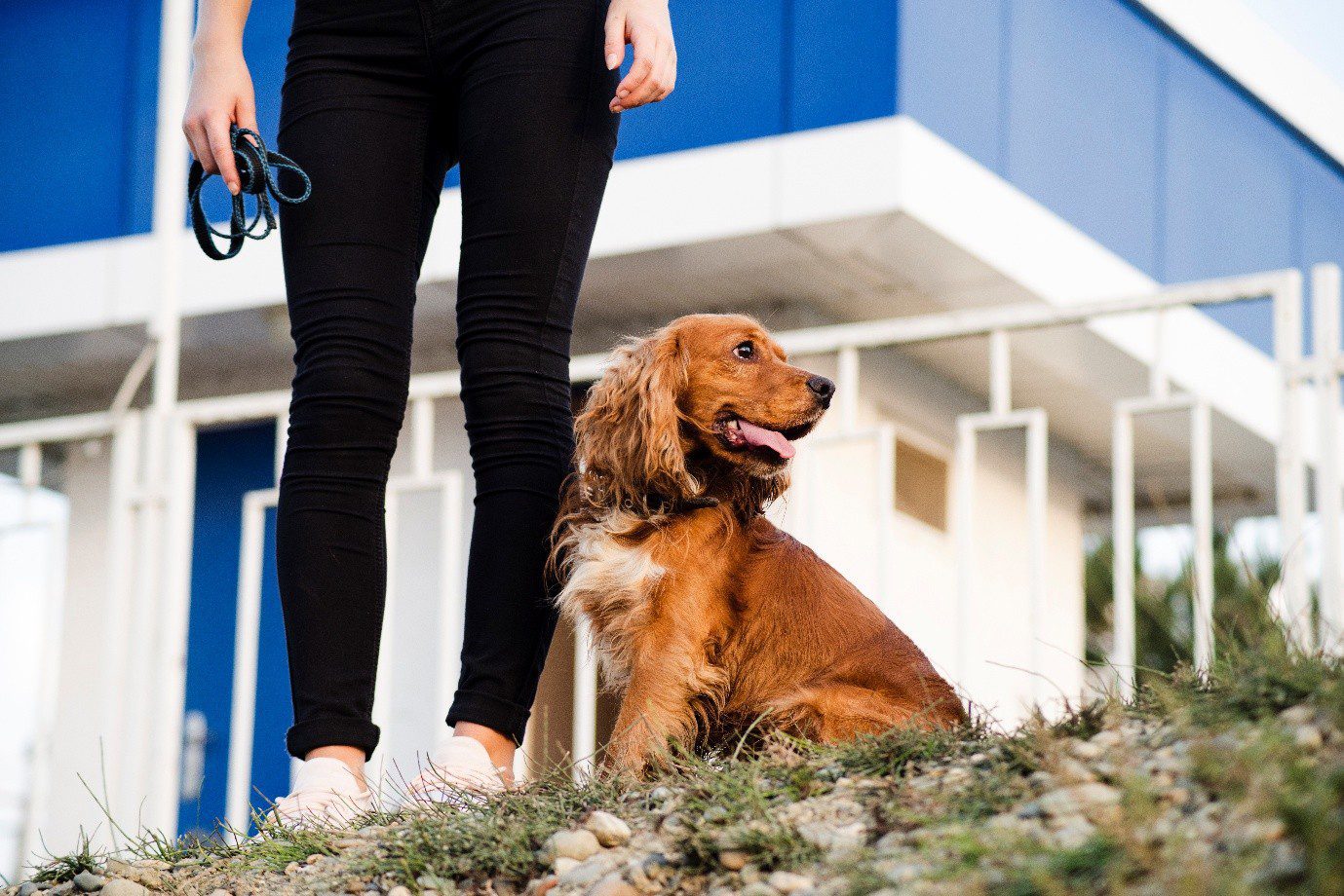 dog behavior specialists