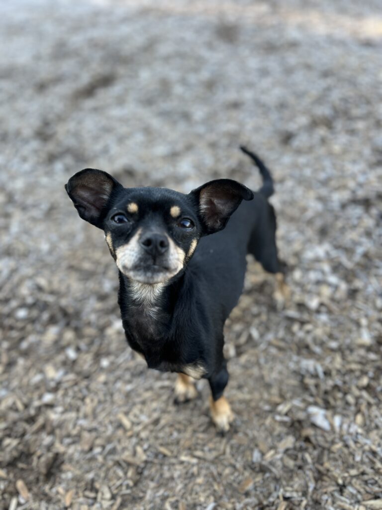 puppy training ri